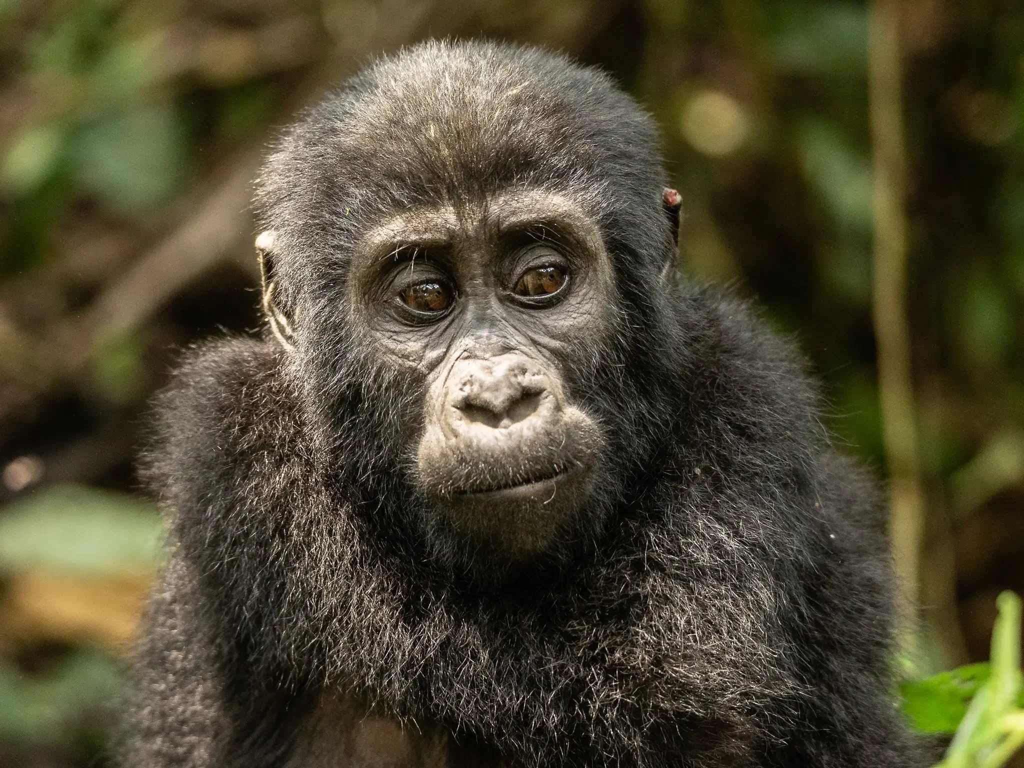 DRC Congo