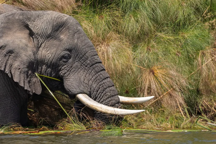Wildlife