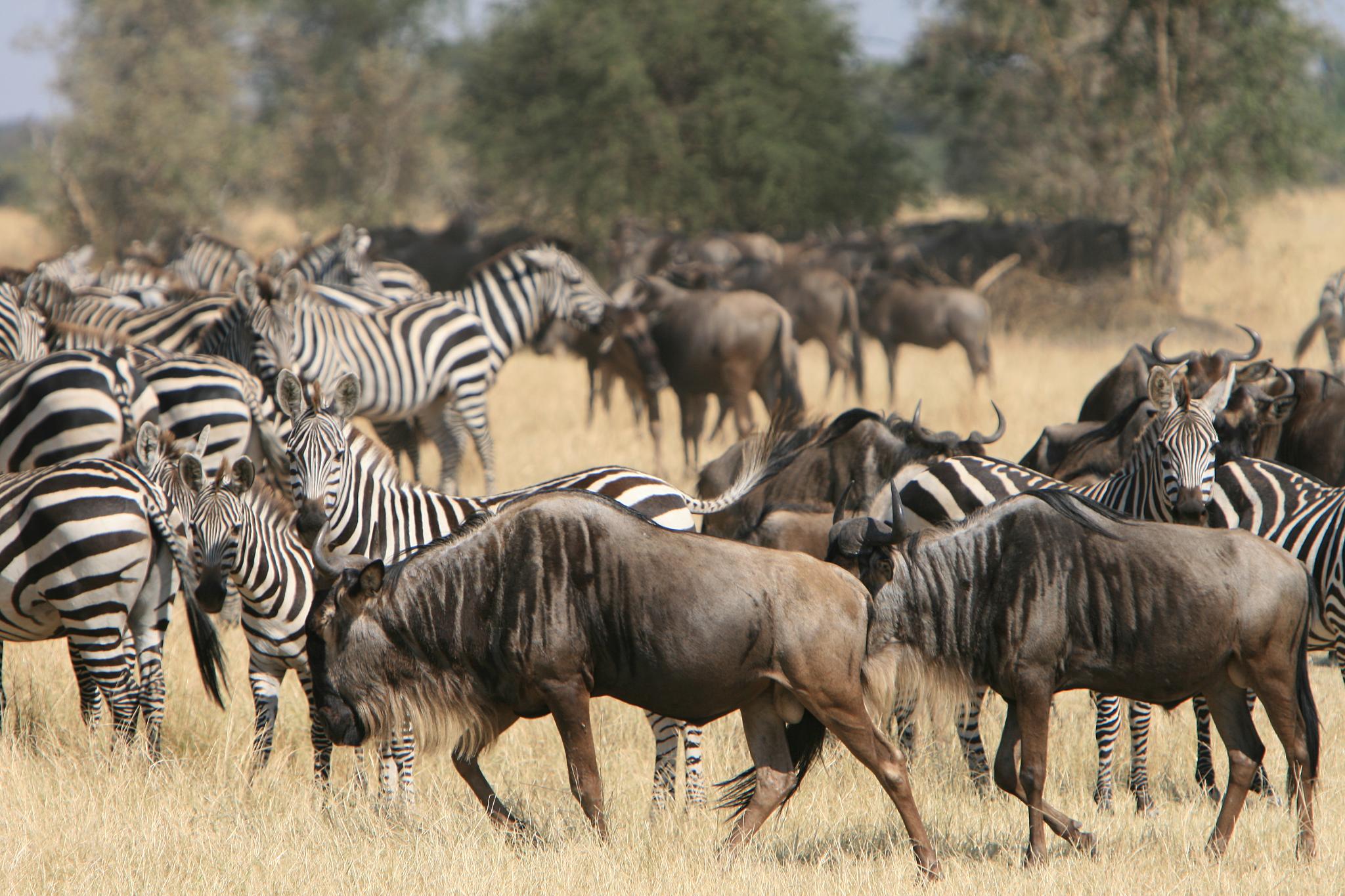 Tanzania